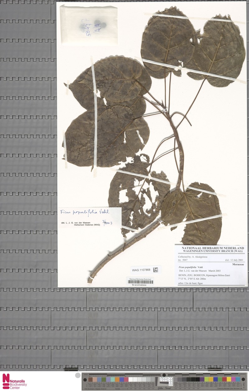 Ficus populifolia photo 5