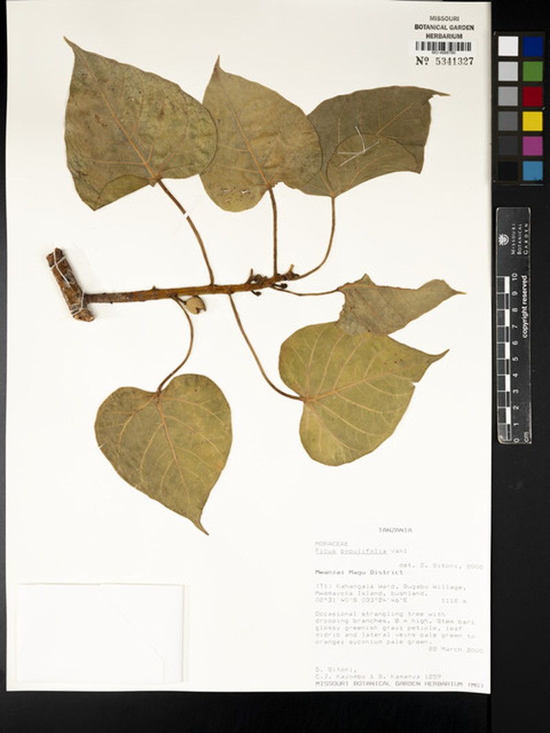 Ficus populifolia photo 6