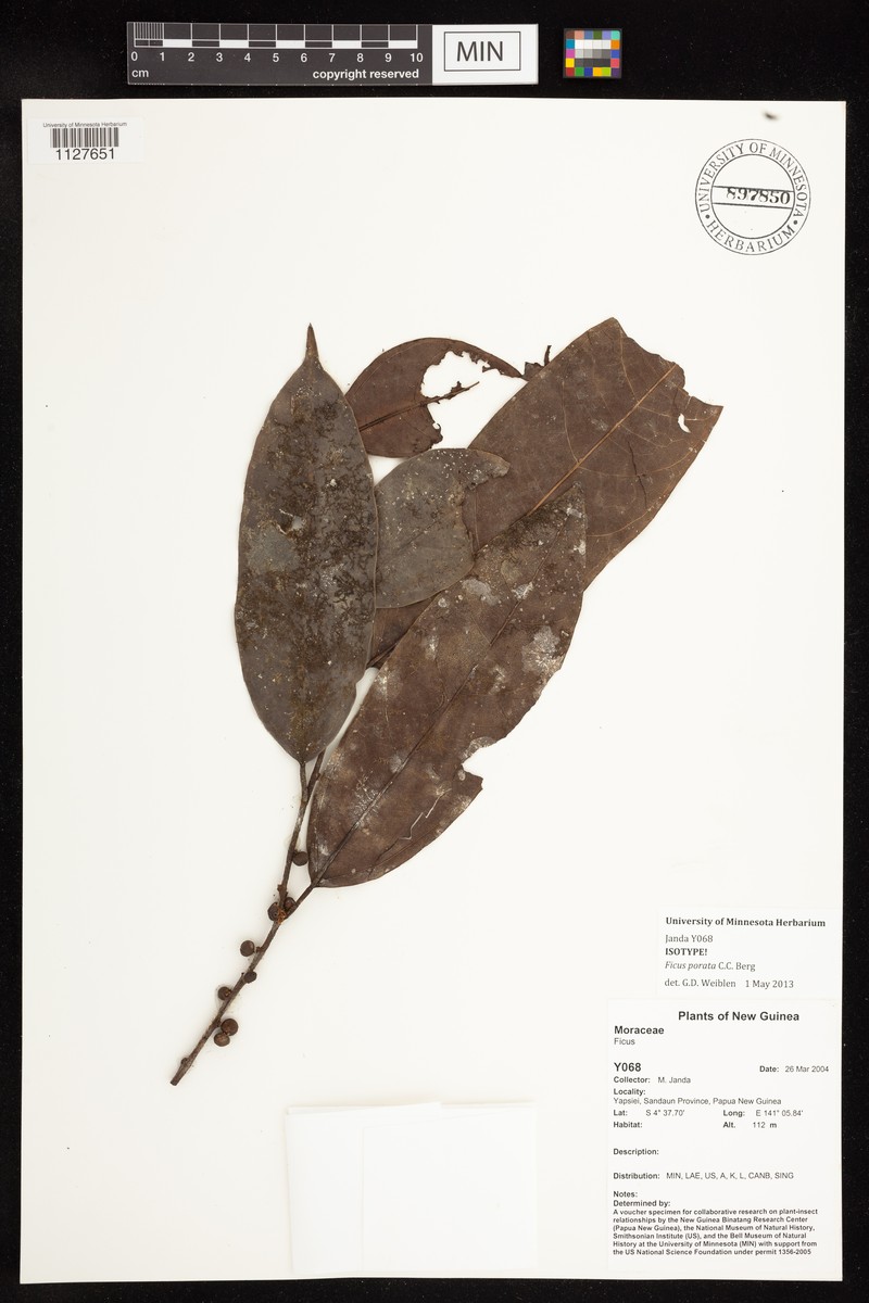 Ficus porata