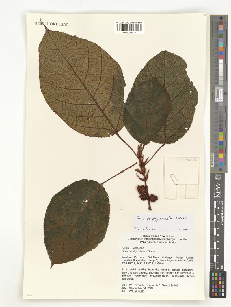 Ficus porphyrochaete