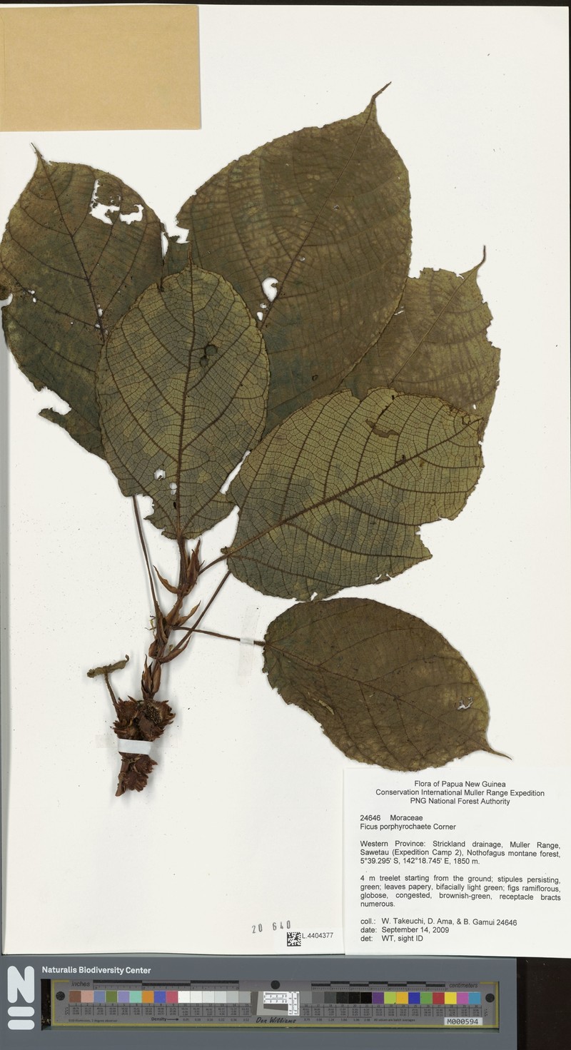 Ficus porphyrochaete photo 2