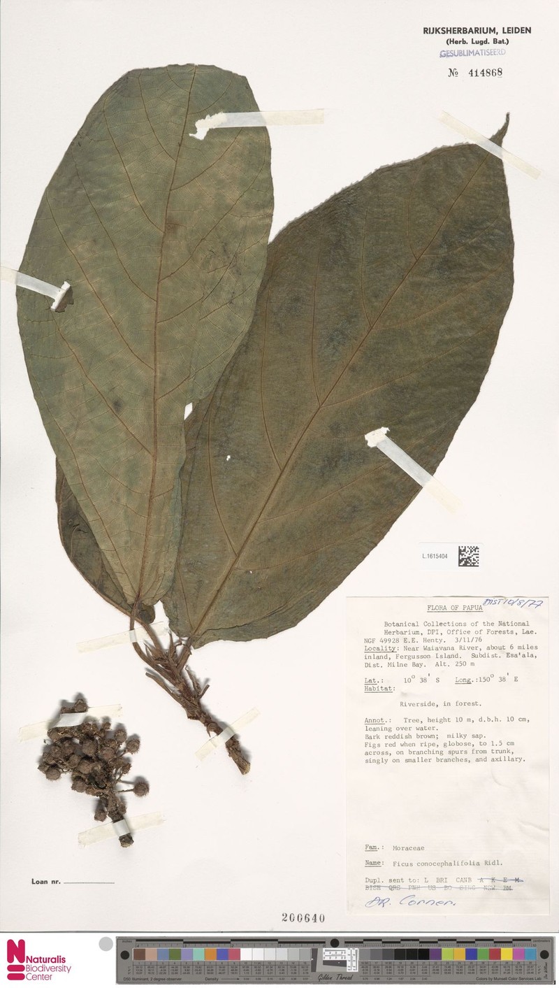 Ficus porphyrochaete photo 3