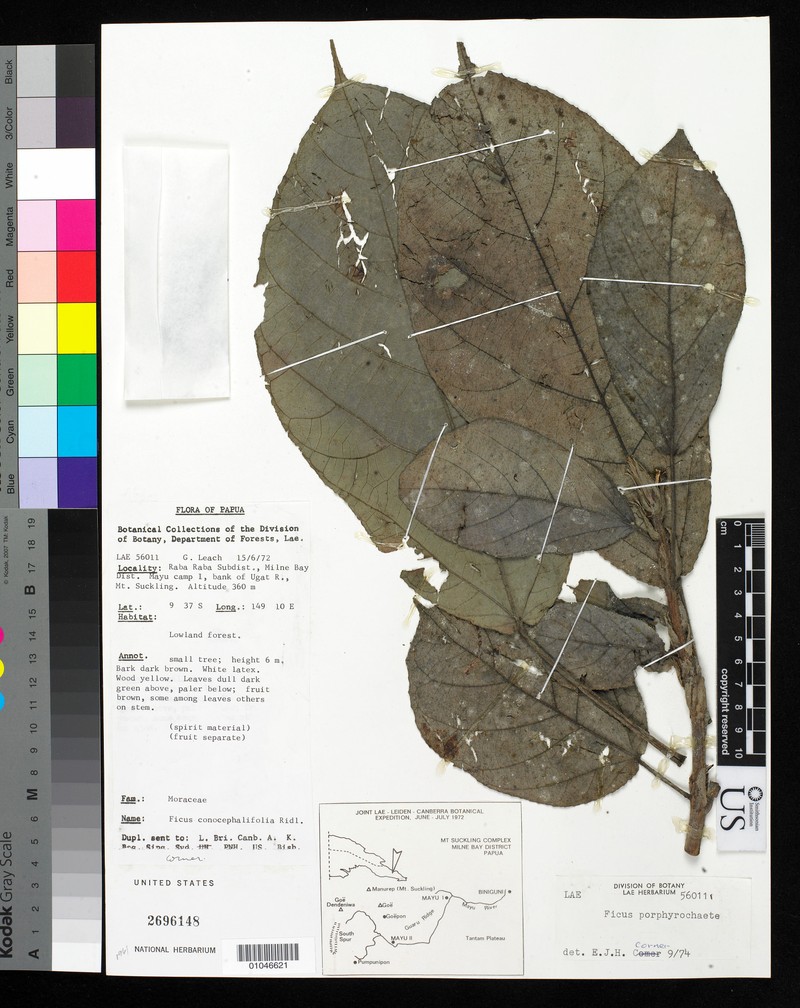 Ficus porphyrochaete photo 4