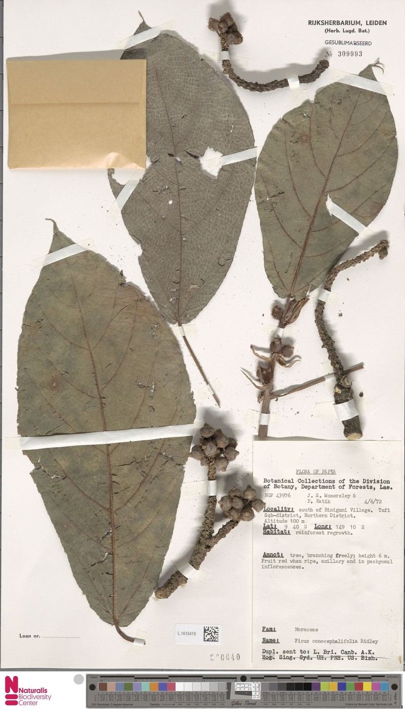 Ficus porphyrochaete photo 5