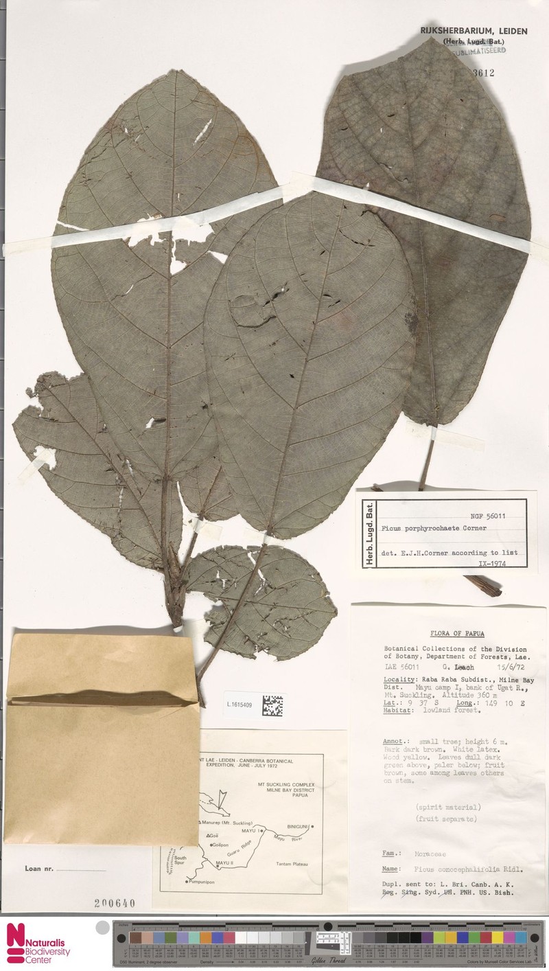 Ficus porphyrochaete photo 6