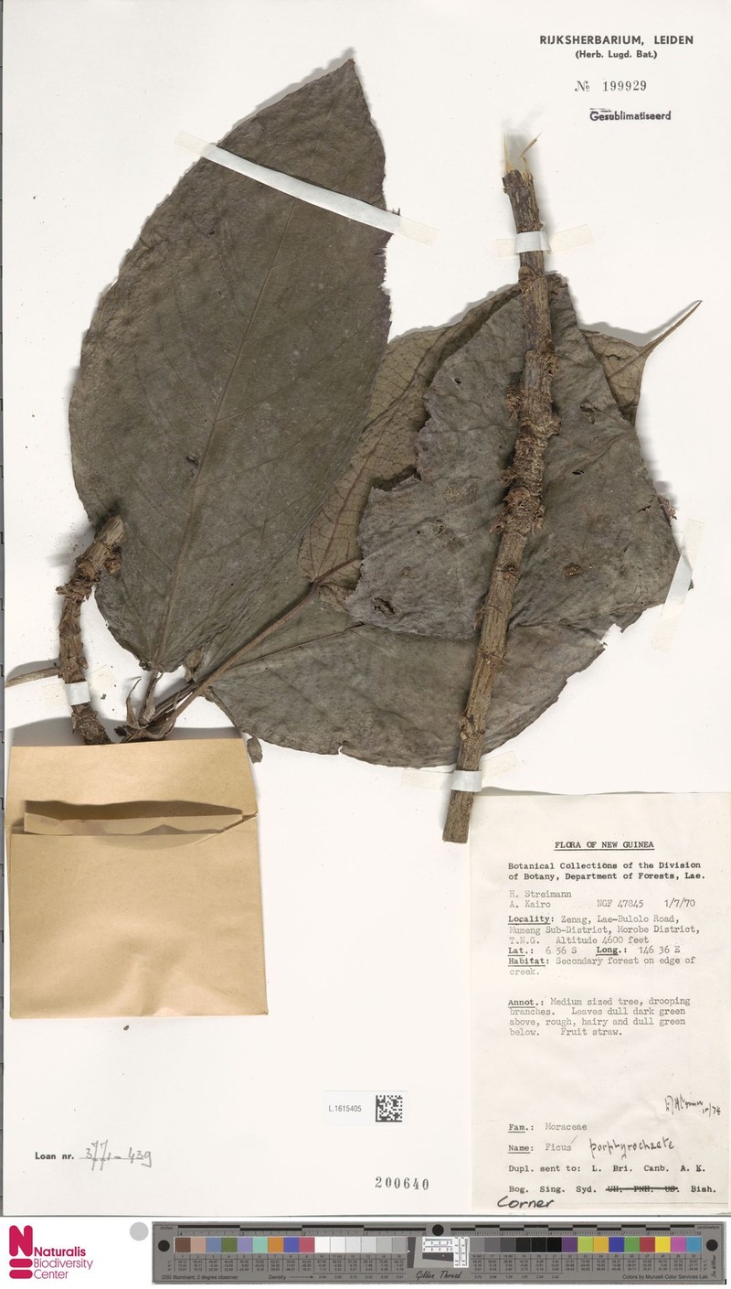 Ficus porphyrochaete photo 7