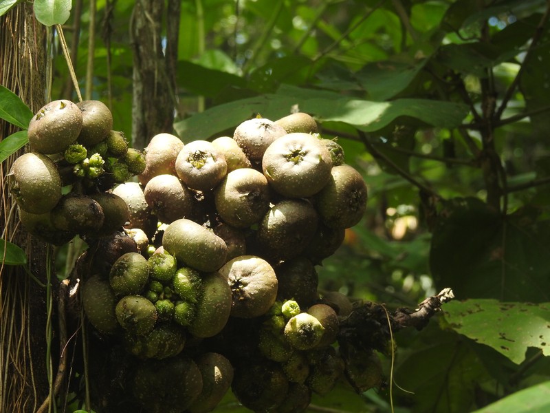 Ficus porrecta photo 2