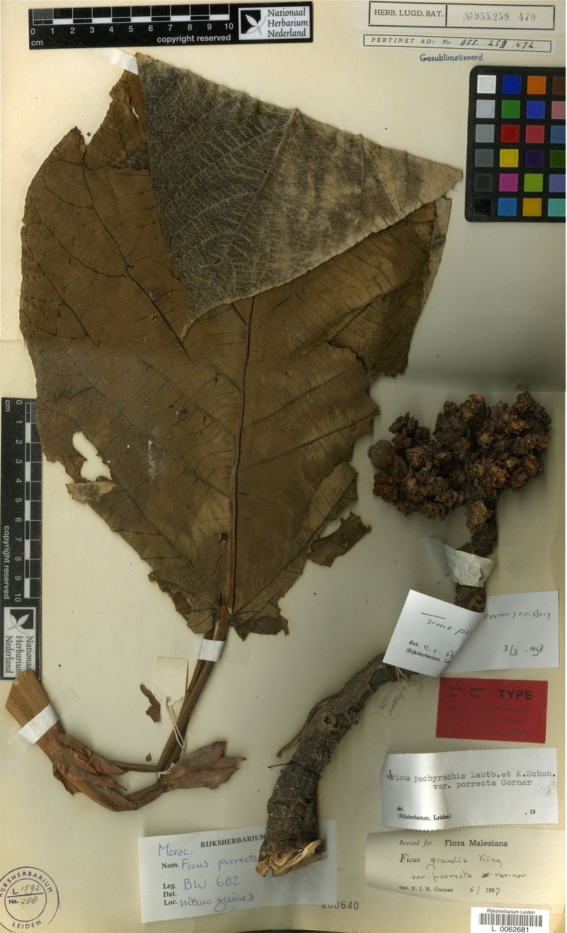 Ficus porrecta photo 3