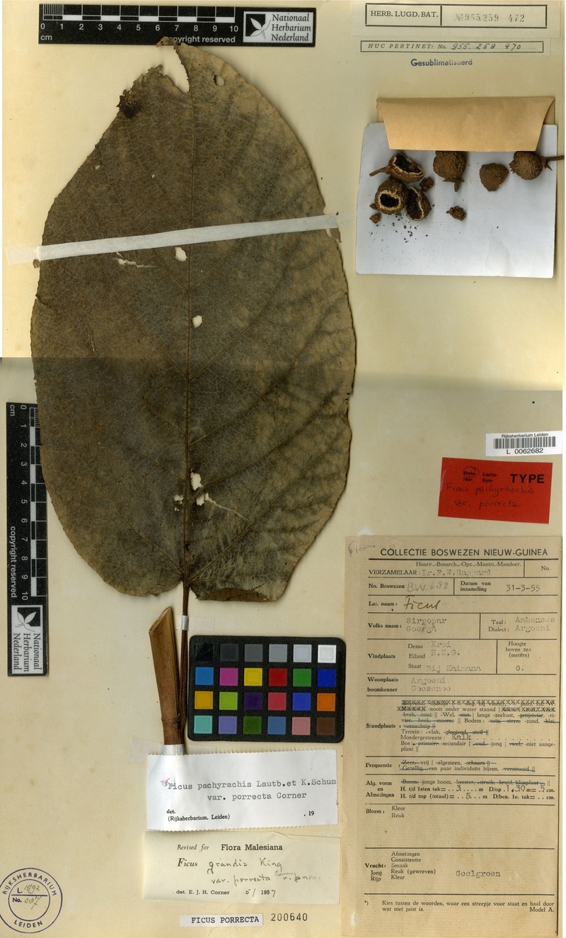 Ficus porrecta photo 4