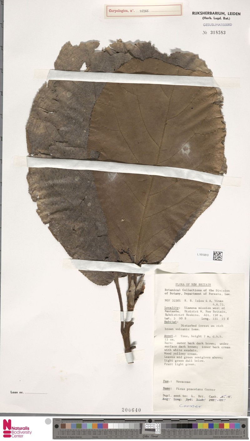 Ficus praestans