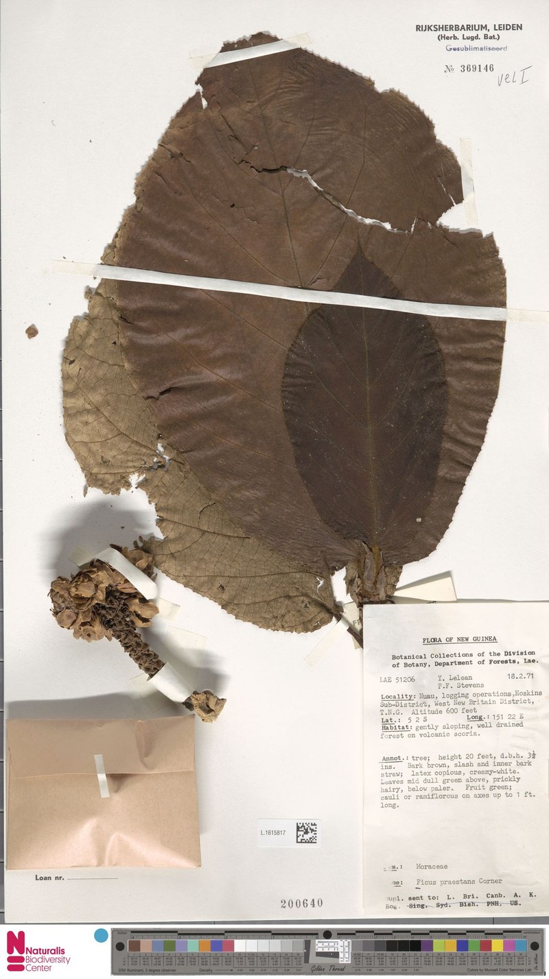 Ficus praestans photo 2