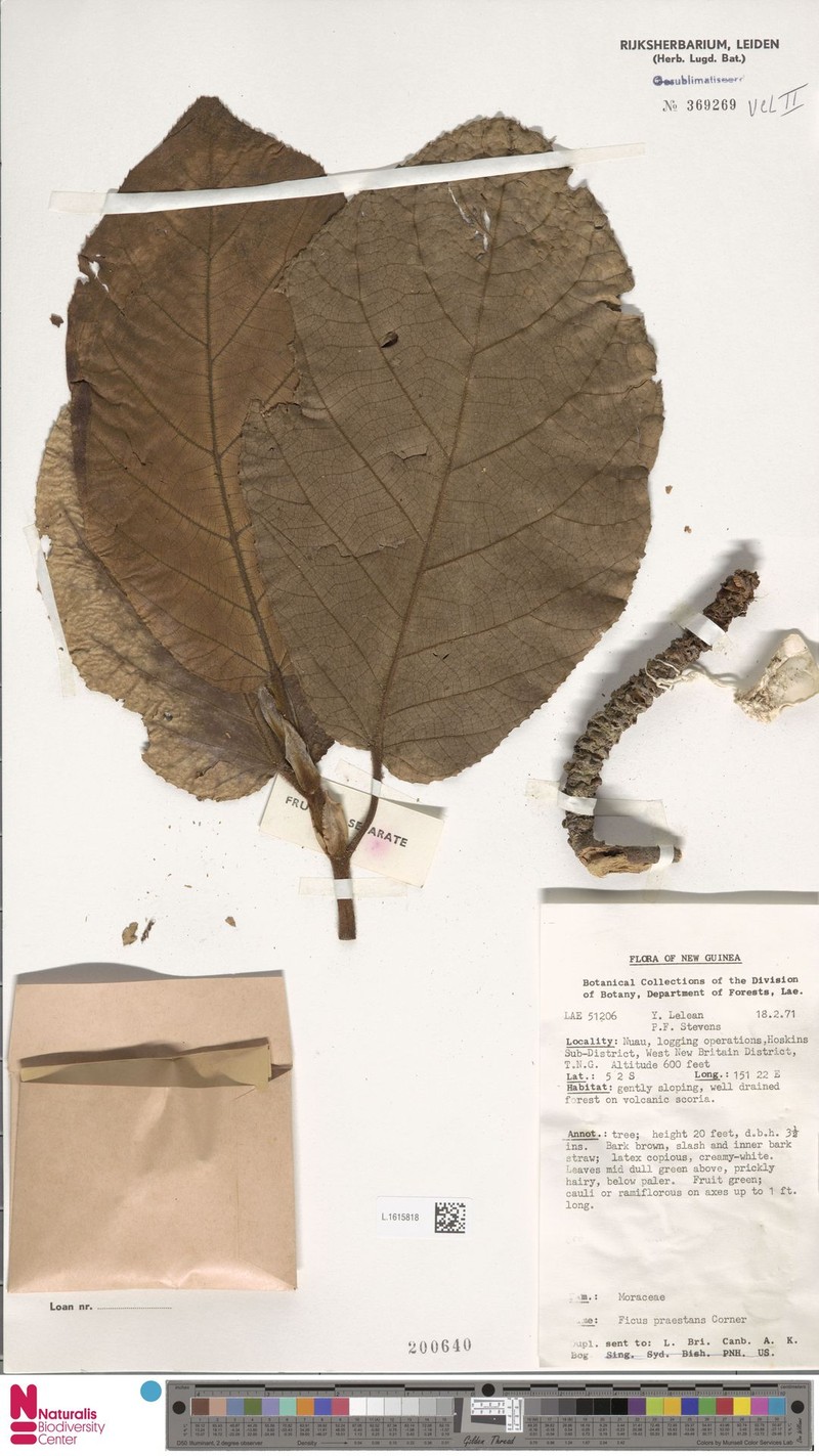Ficus praestans photo 3