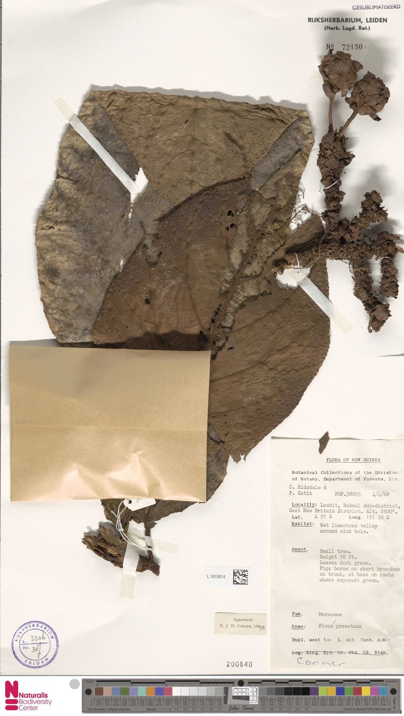 Ficus praestans photo 4