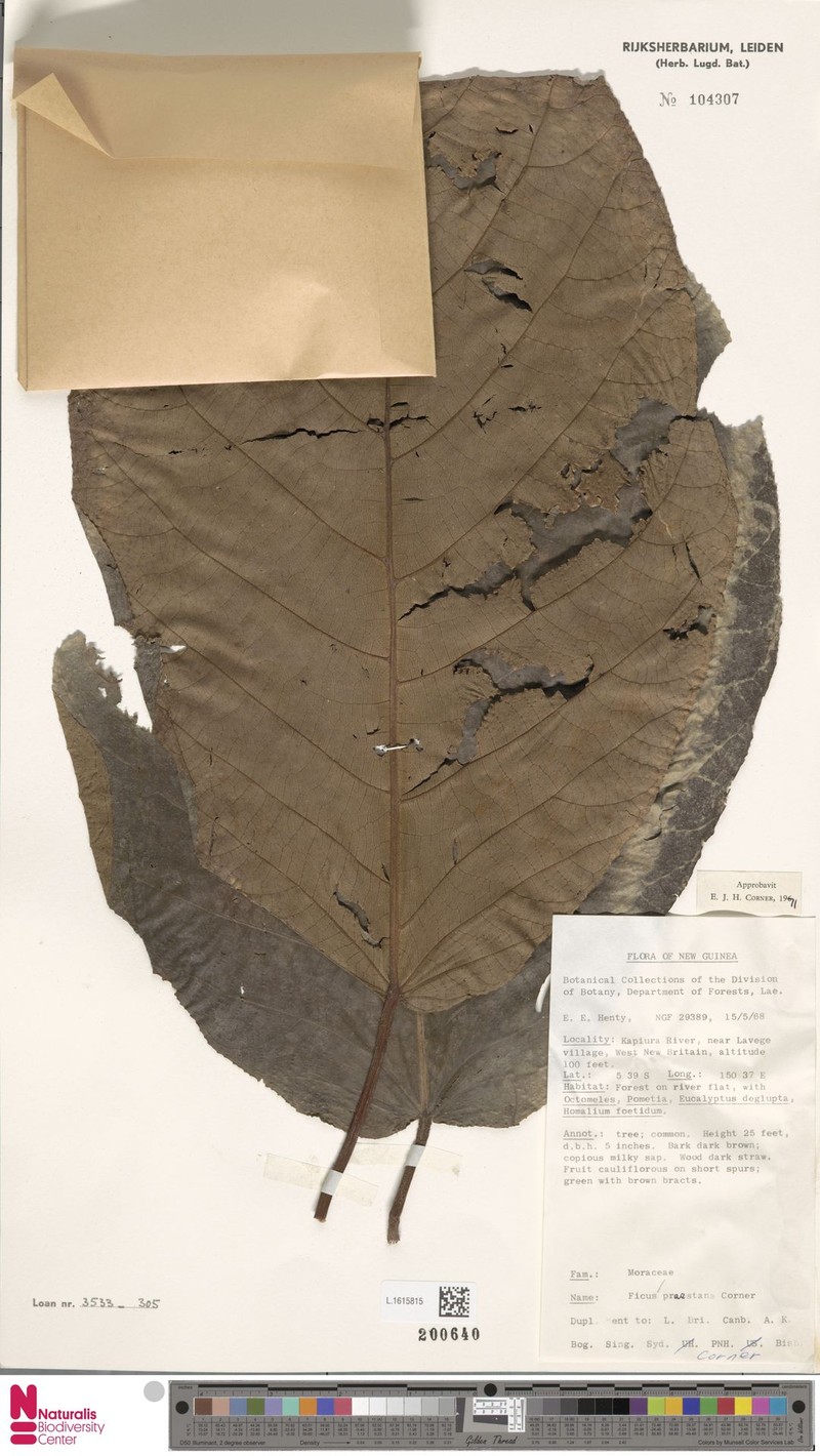 Ficus praestans photo 5