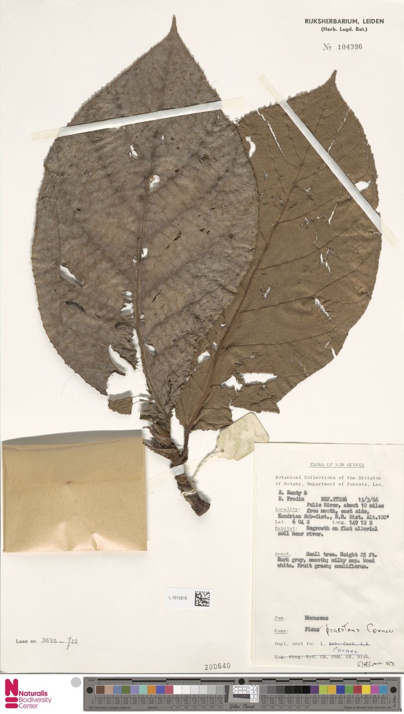 Ficus praestans photo 6