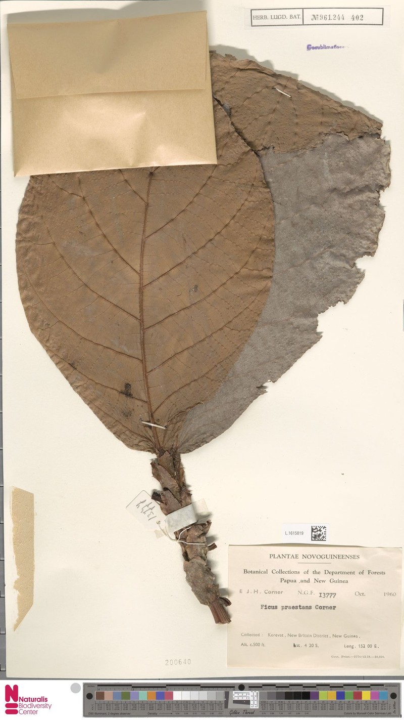 Ficus praestans photo 8