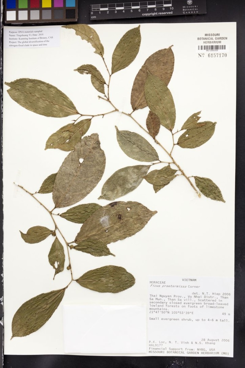 Ficus praetermissa