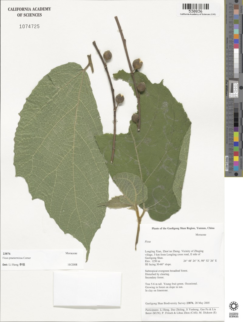 Ficus praetermissa photo 2