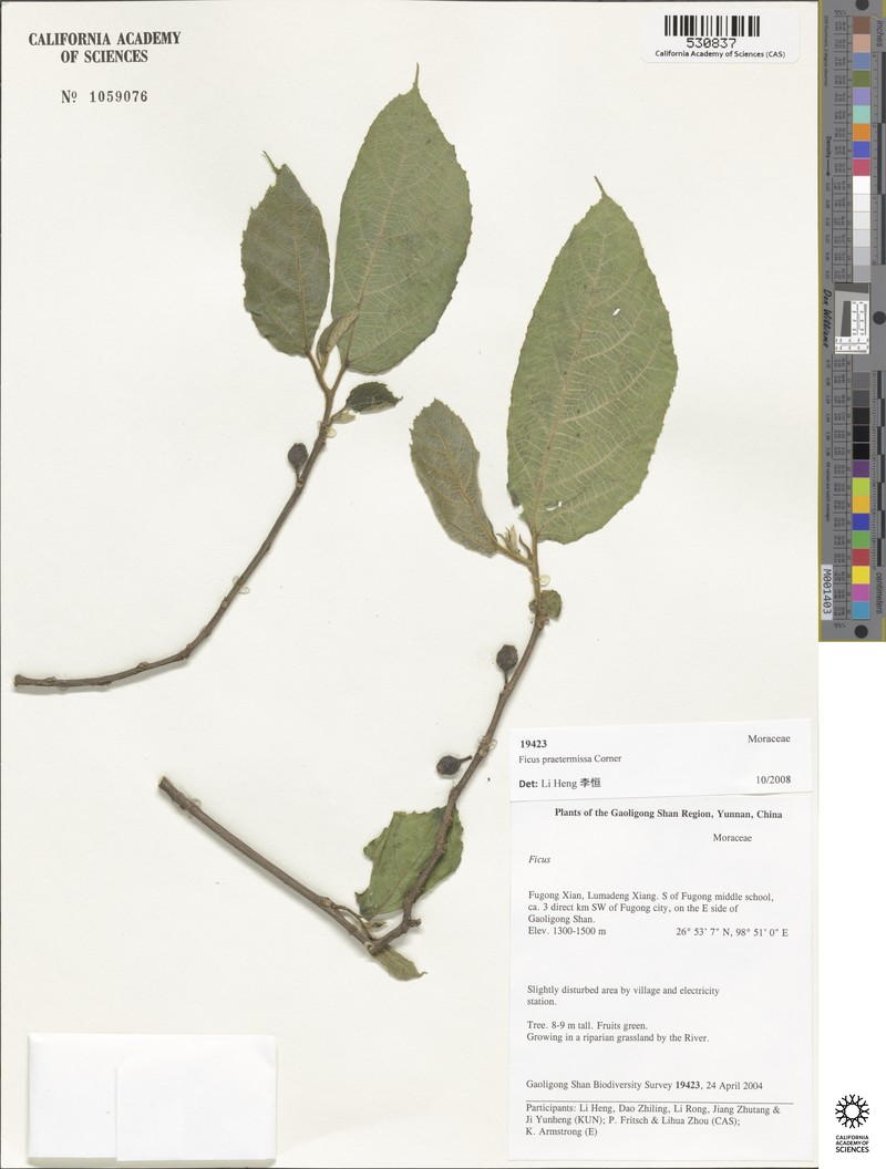 Ficus praetermissa photo 3