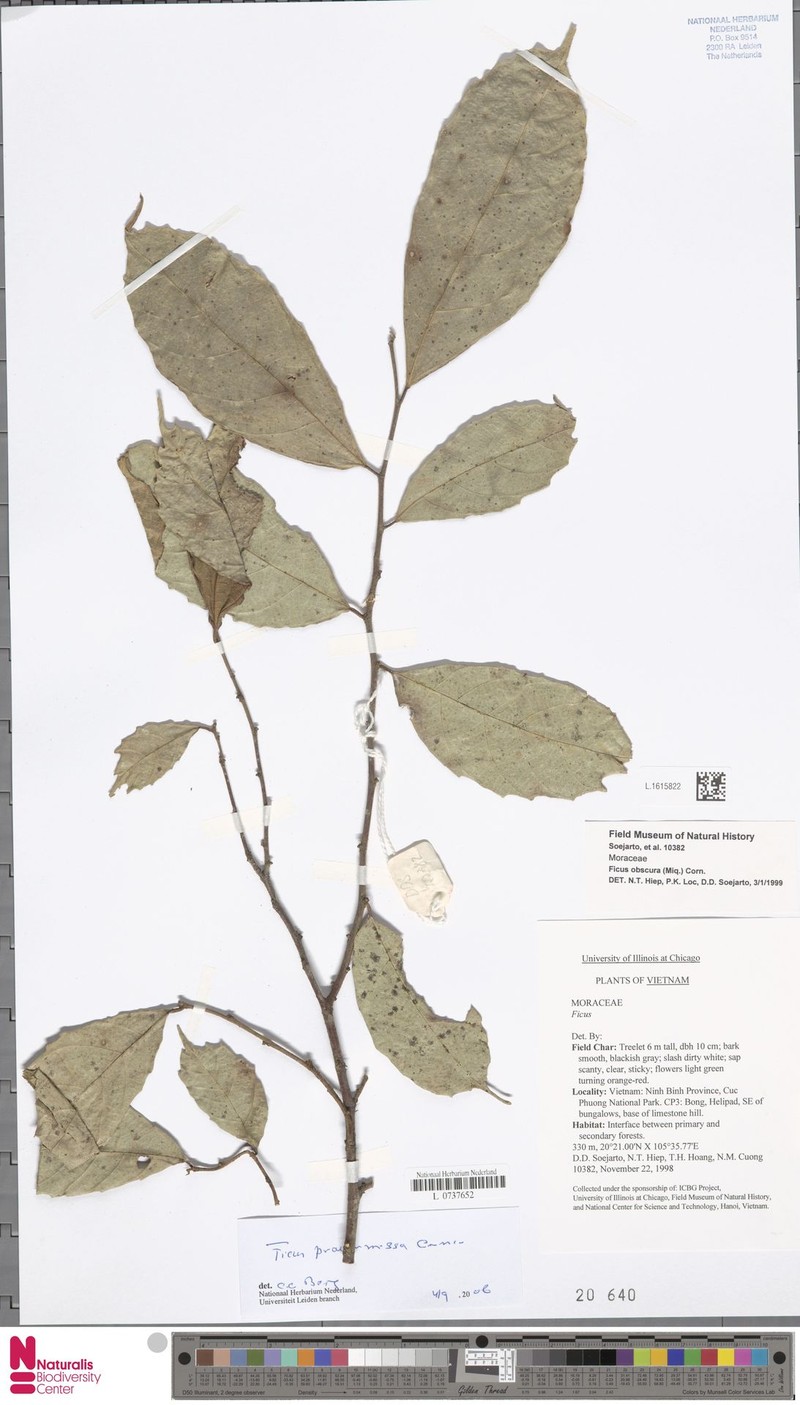 Ficus praetermissa photo 4