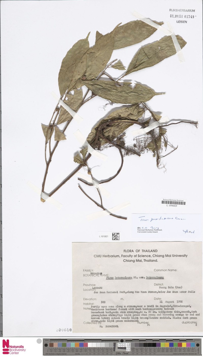 Ficus praetermissa photo 5