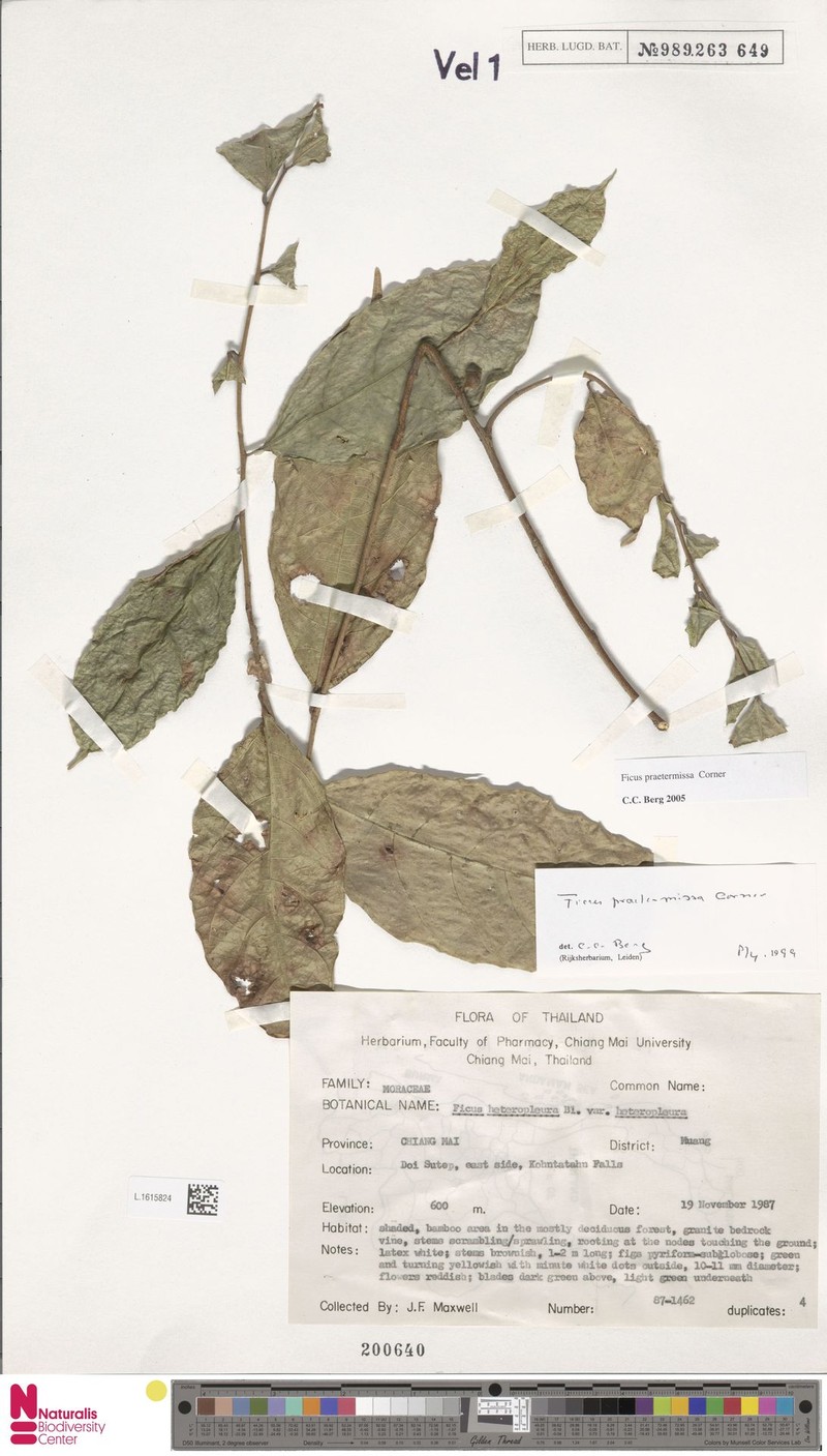 Ficus praetermissa photo 6