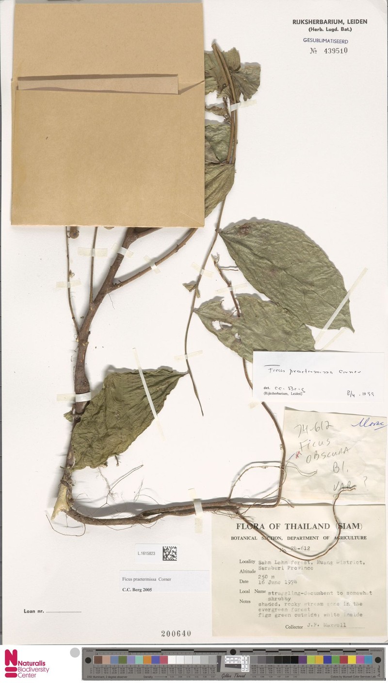 Ficus praetermissa photo 8
