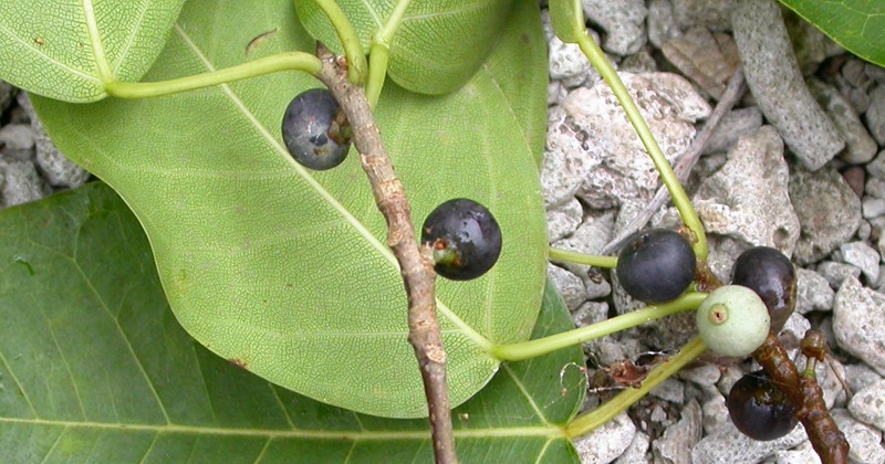 Ficus prasinicarpa