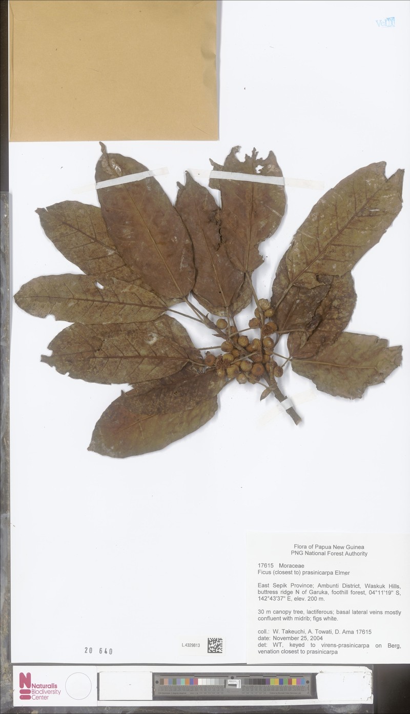 Ficus prasinicarpa photo 2