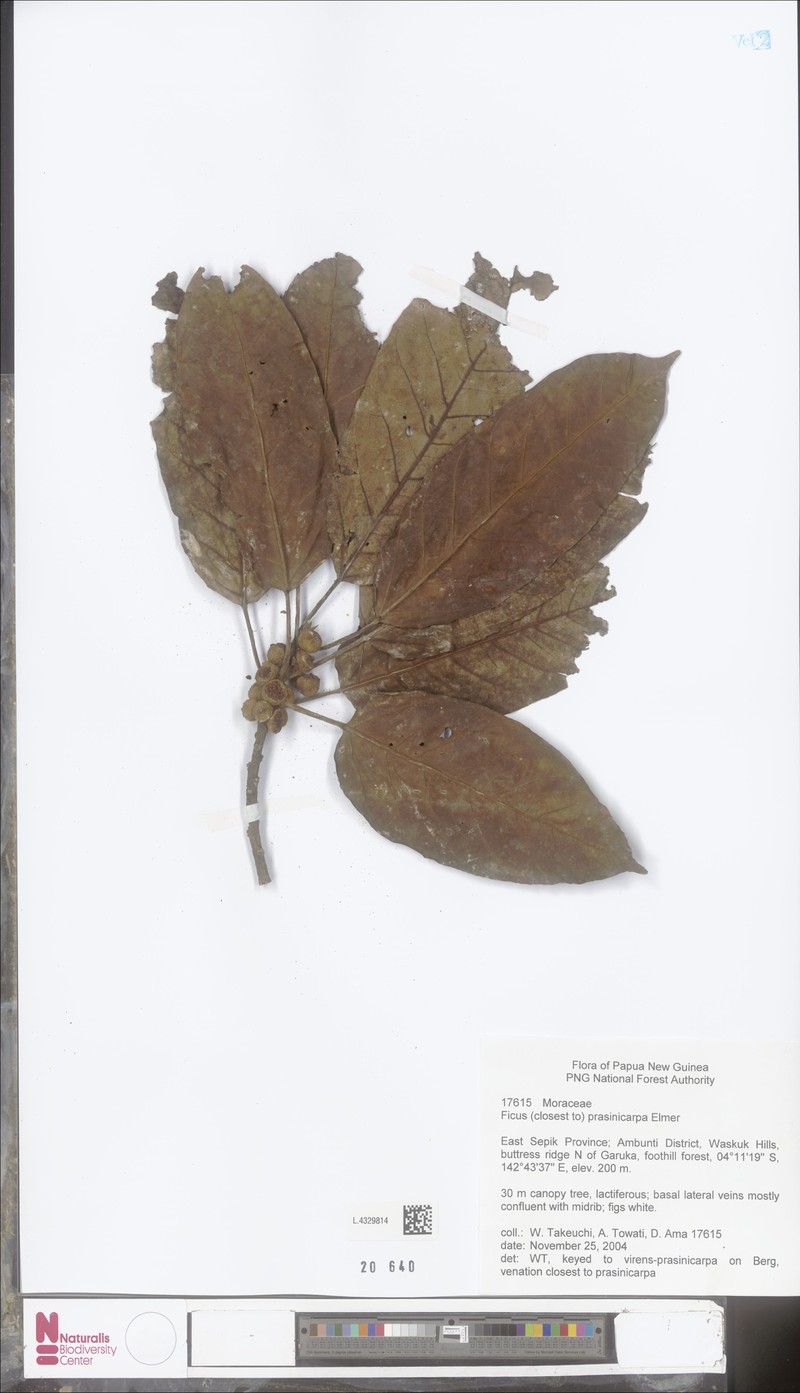 Ficus prasinicarpa photo 3
