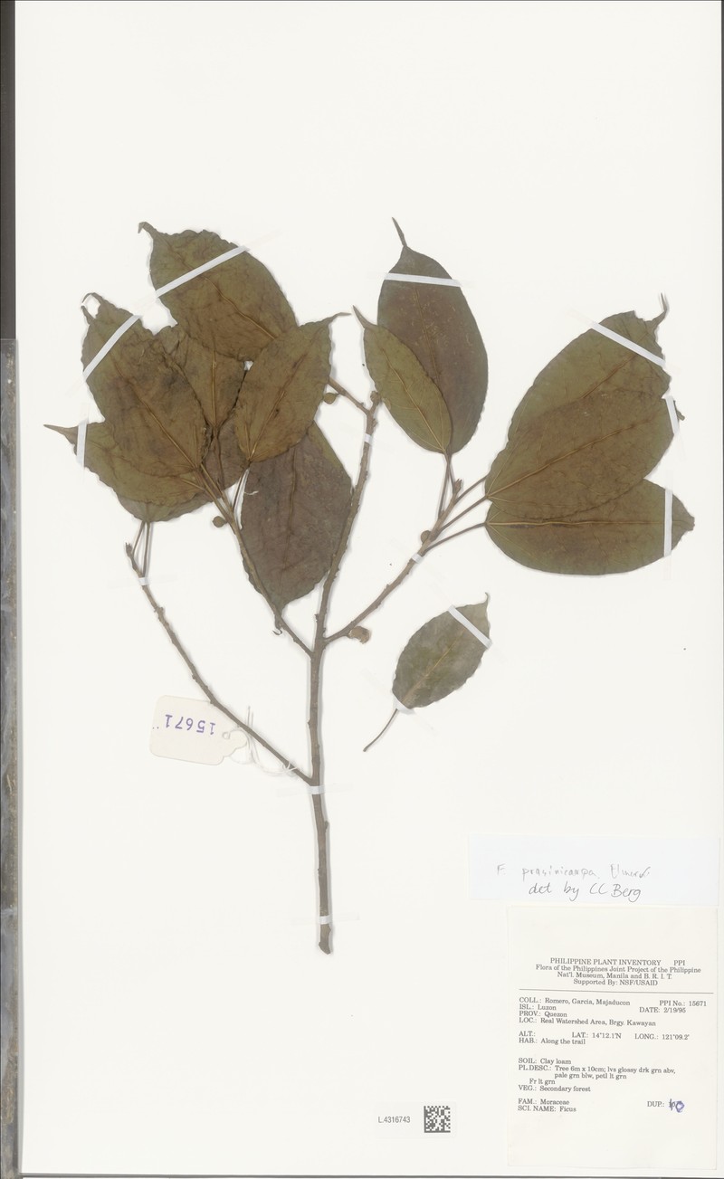 Ficus prasinicarpa photo 4