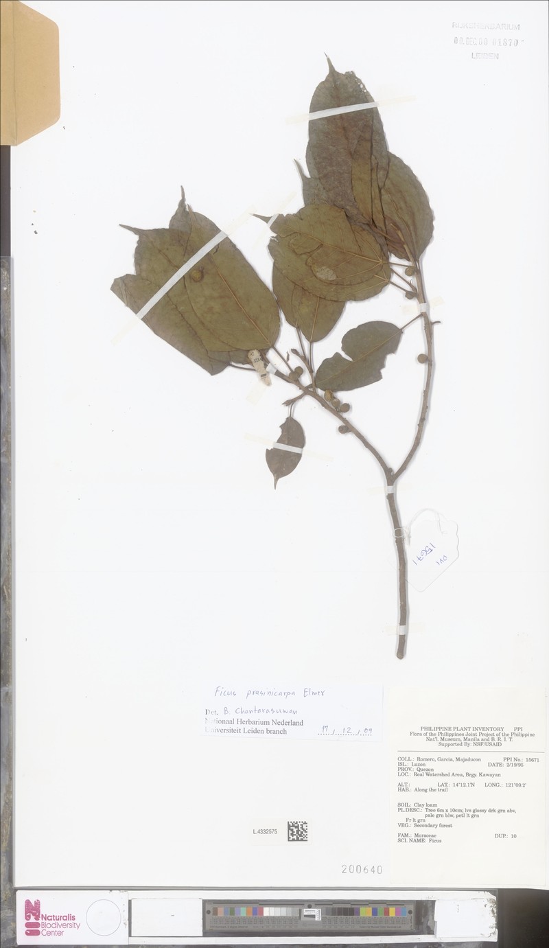 Ficus prasinicarpa photo 5