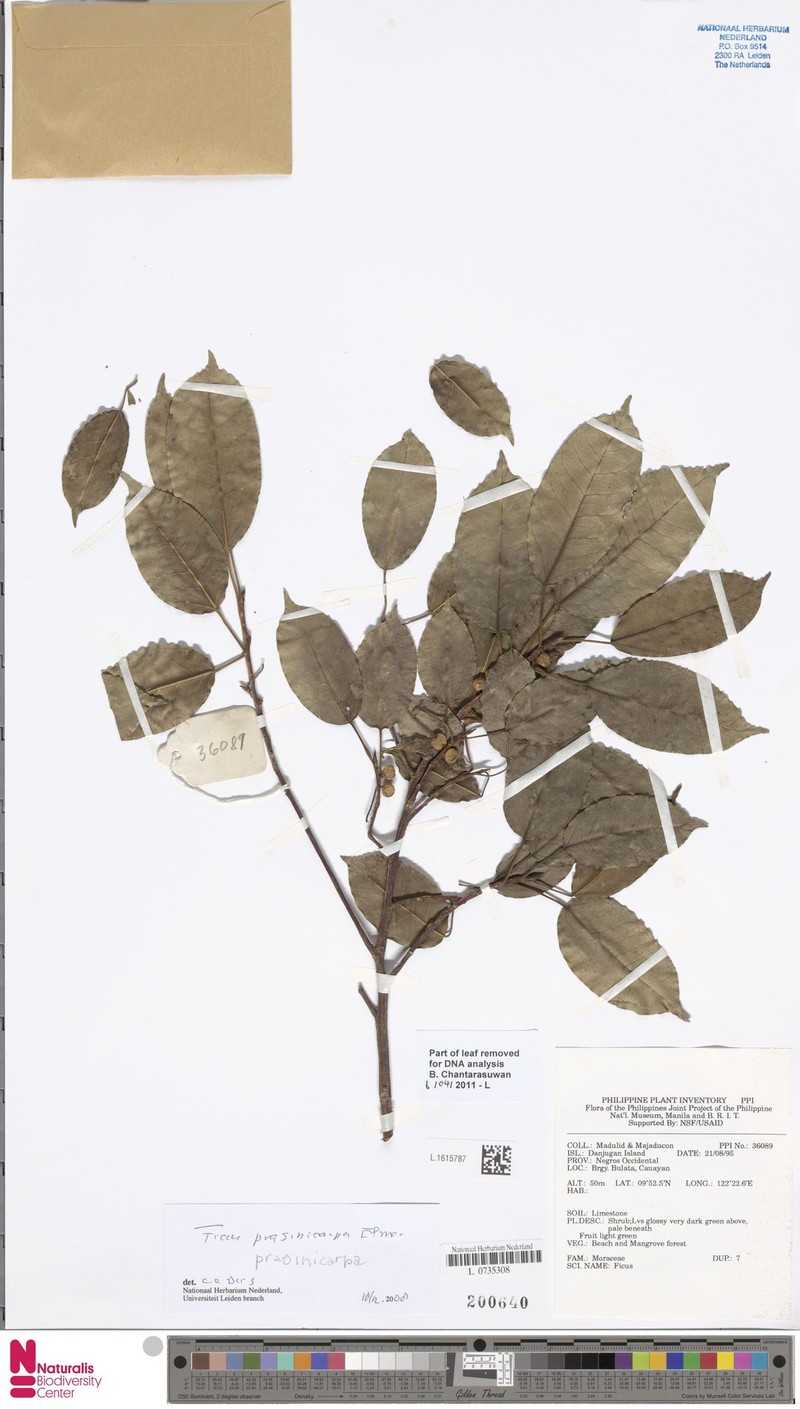 Ficus prasinicarpa photo 6