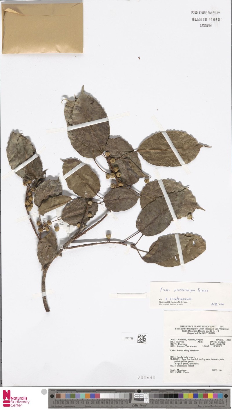 Ficus prasinicarpa photo 7