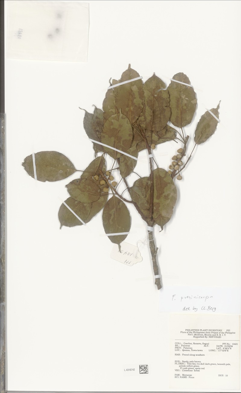 Ficus prasinicarpa photo 8