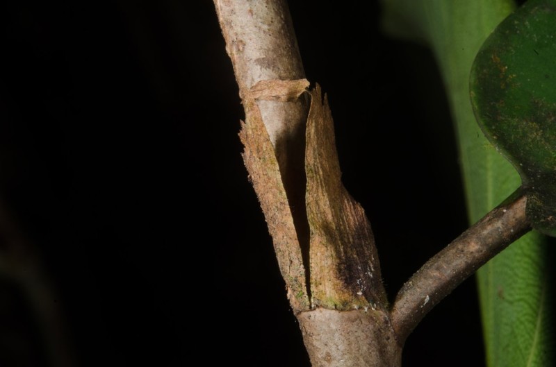 Ficus preussii