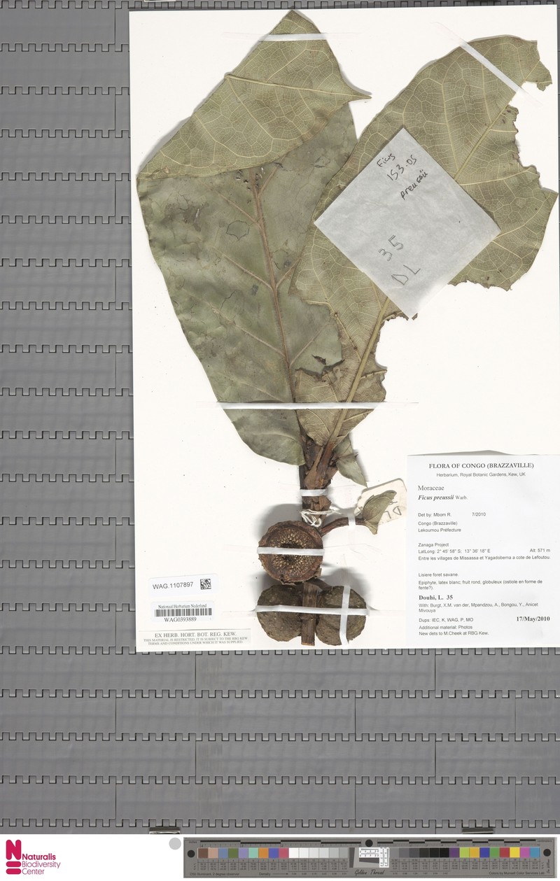 Ficus preussii photo 2
