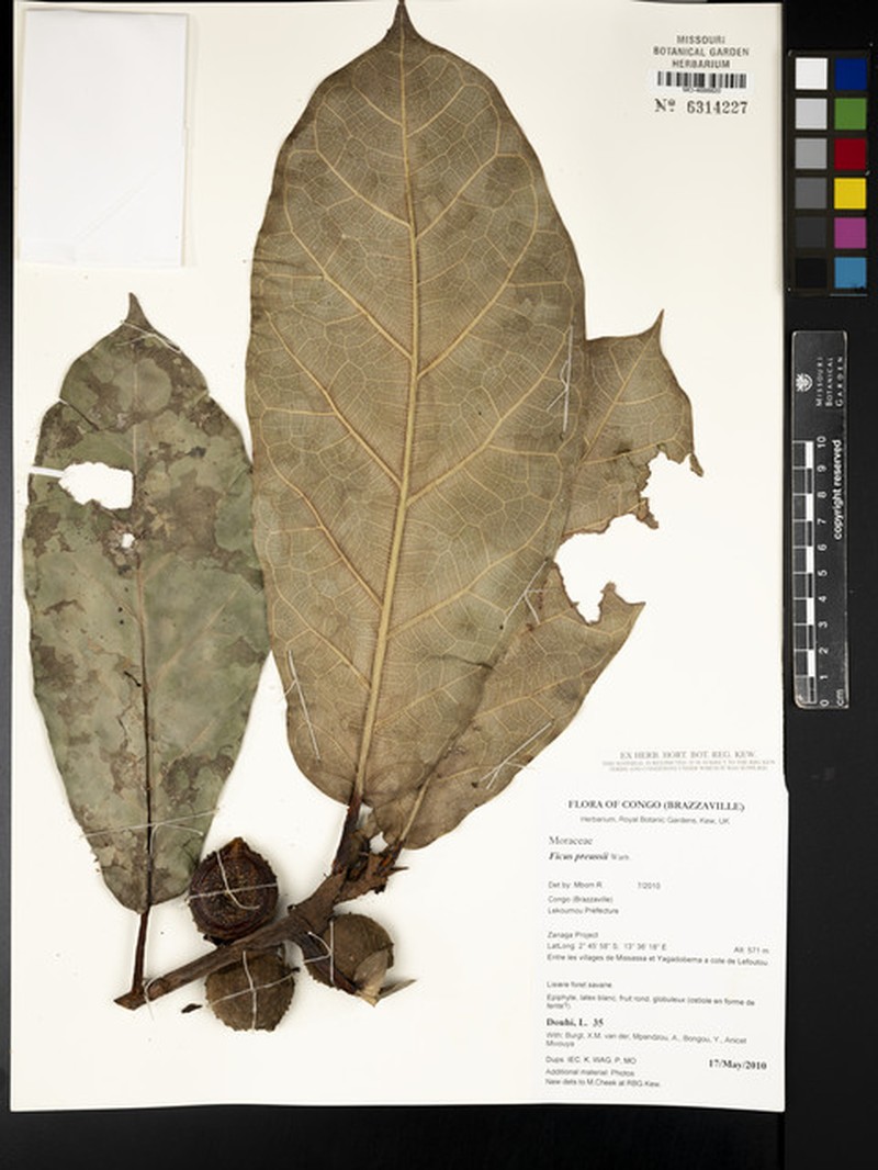 Ficus preussii photo 3