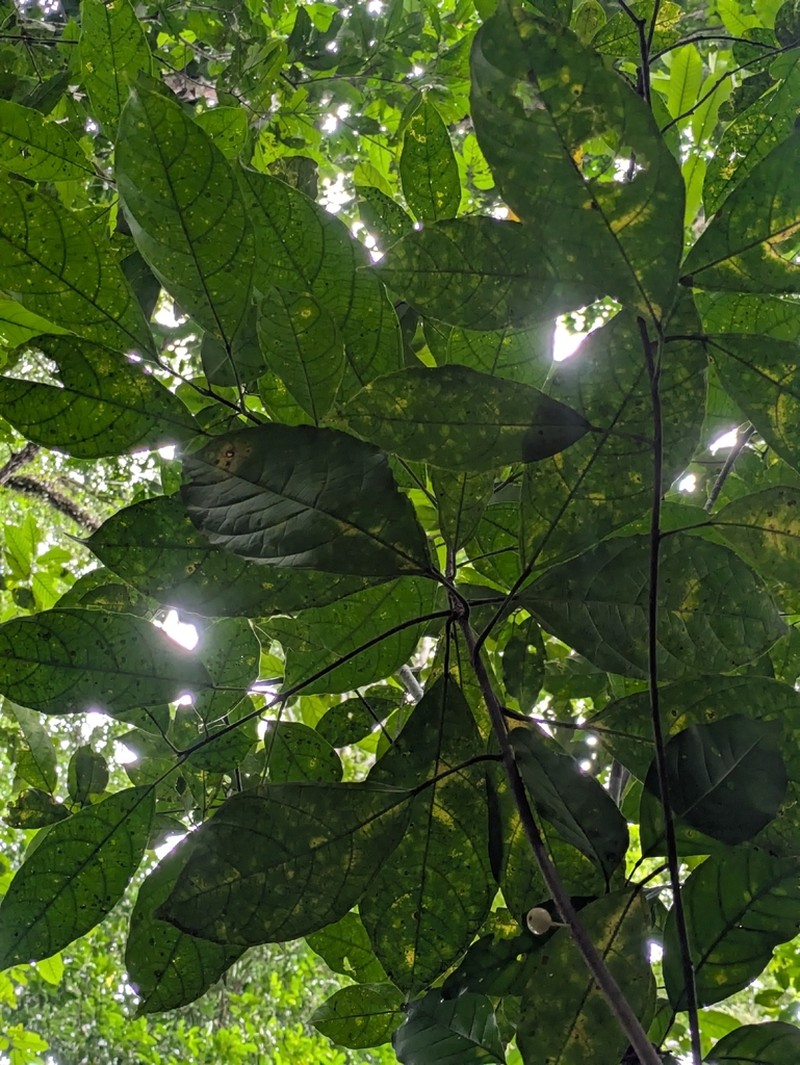 Ficus primaria