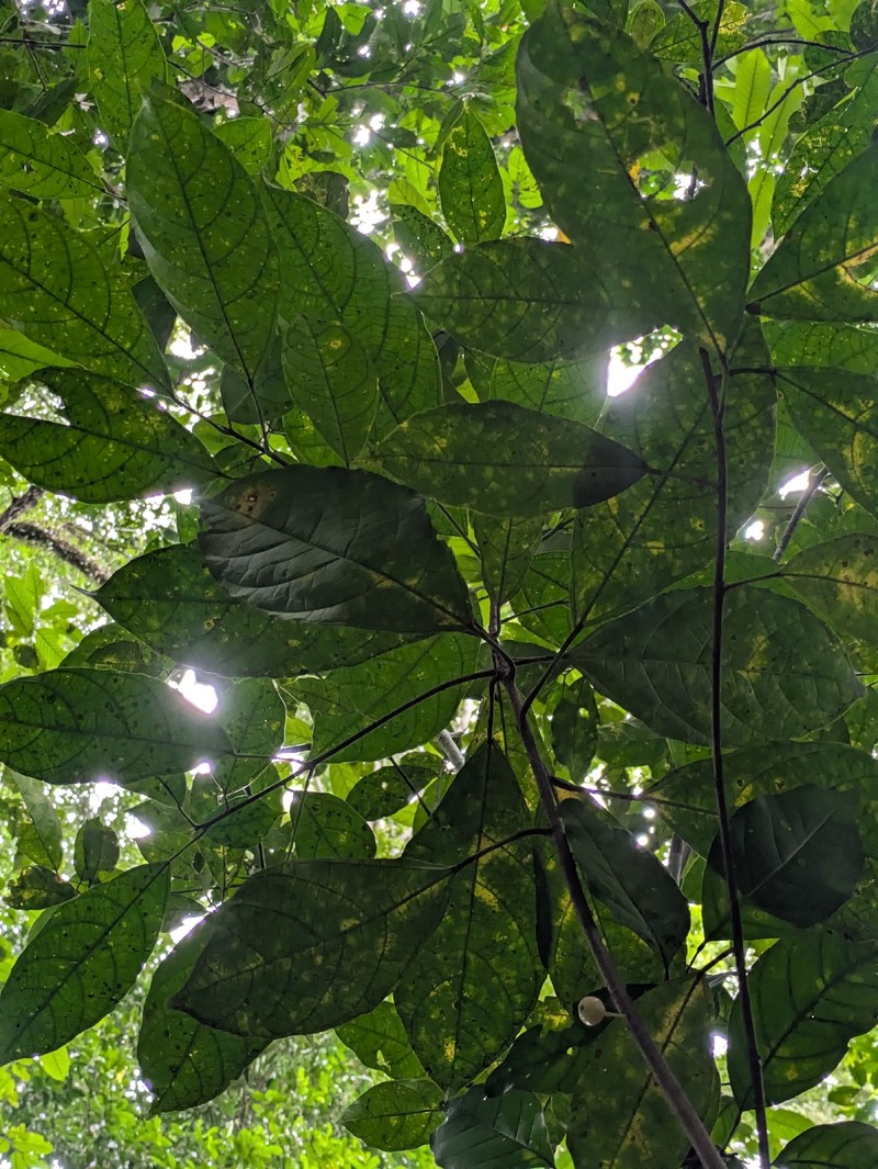 Ficus primaria photo 2