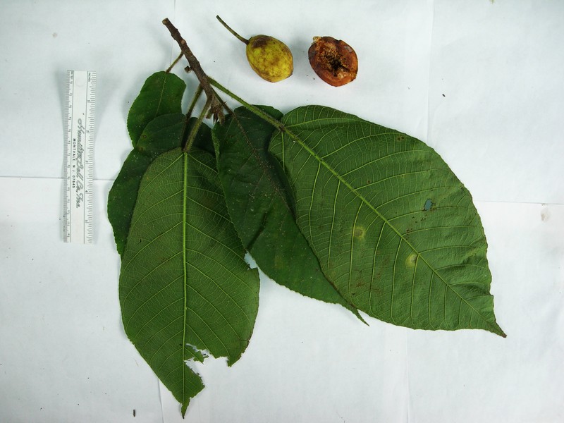 Ficus primaria photo 3