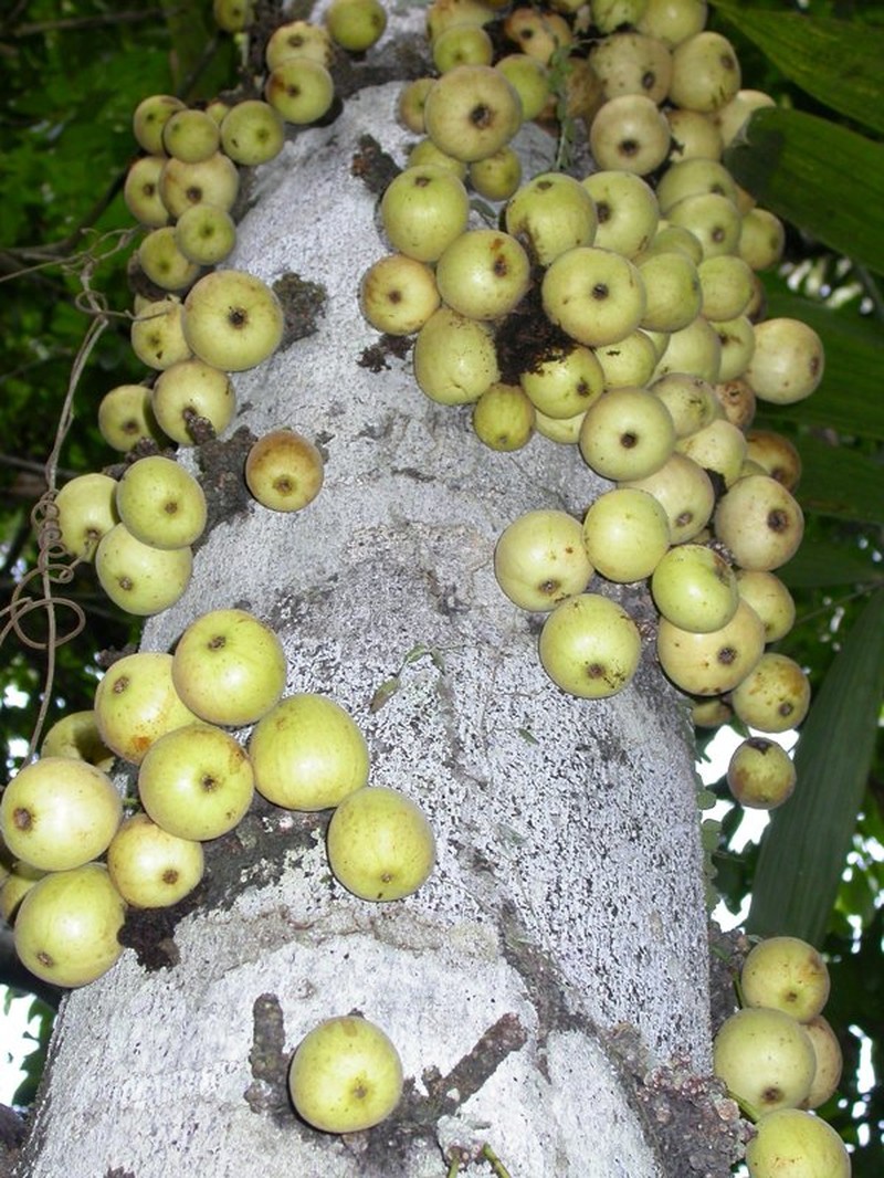 Ficus primaria photo 4