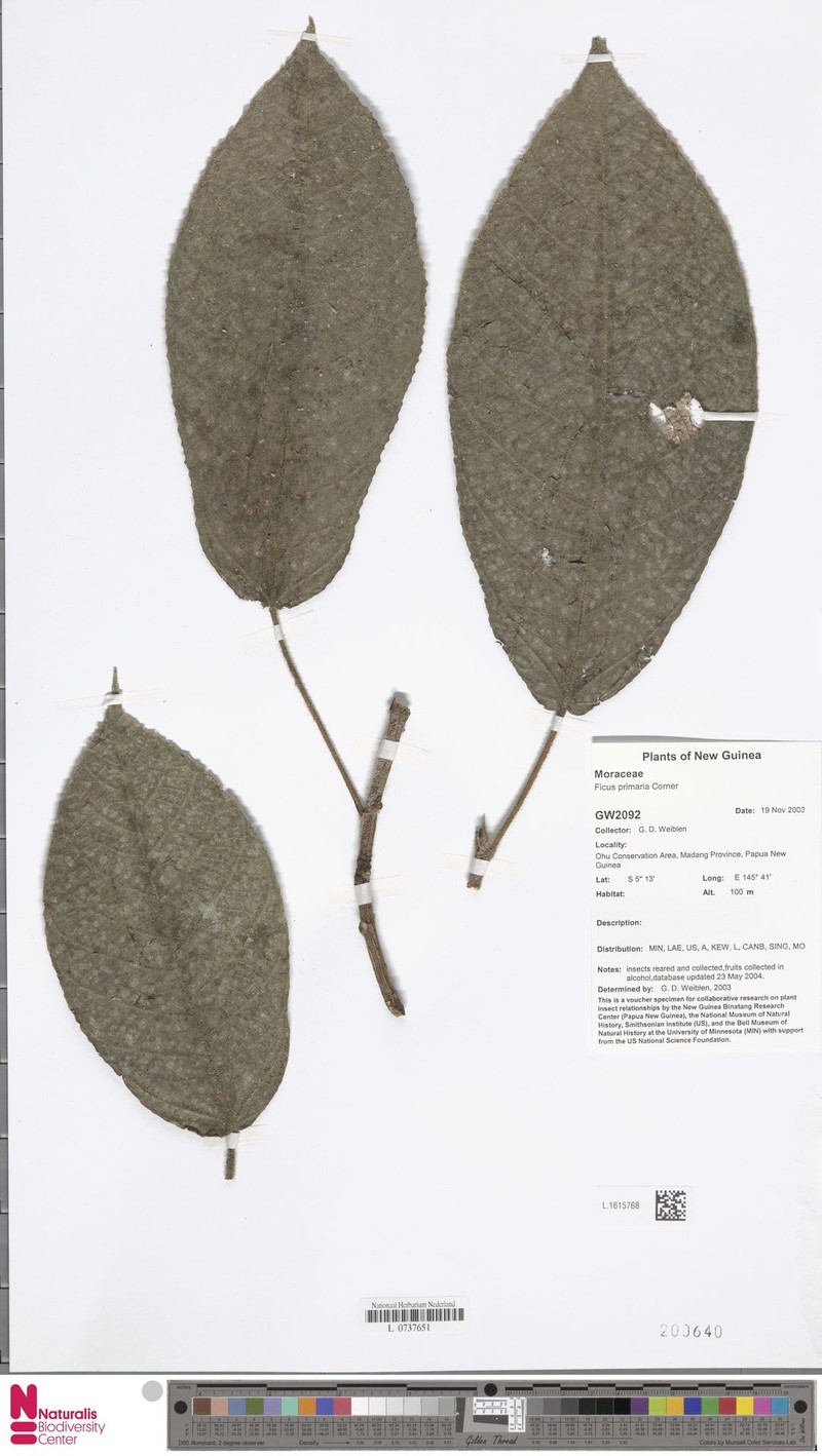 Ficus primaria photo 5