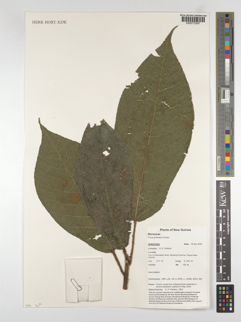 Ficus primaria photo 6