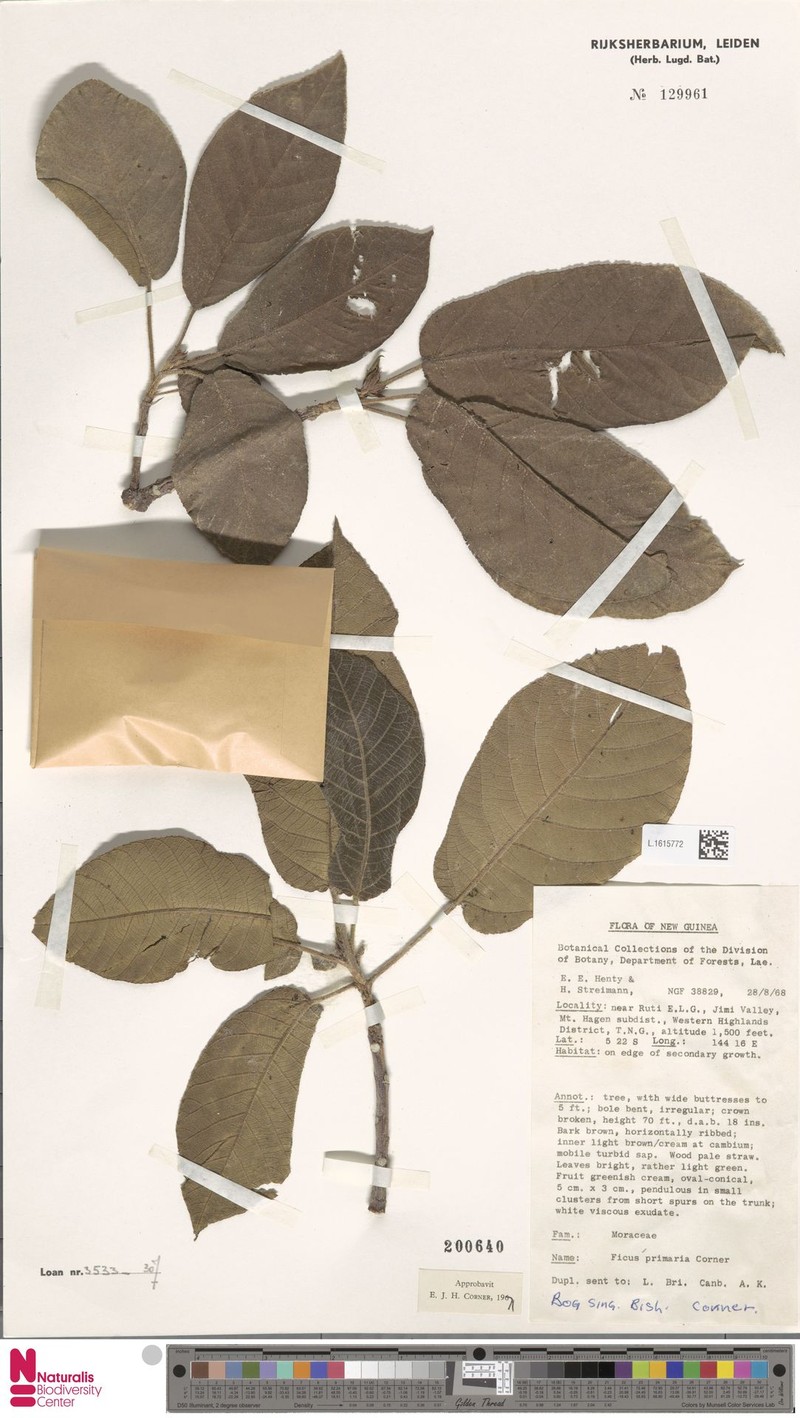 Ficus primaria photo 7