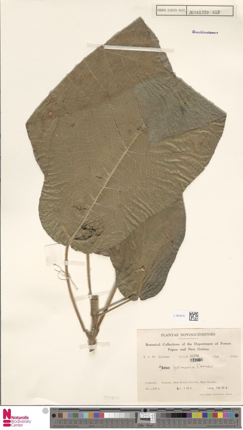 Ficus primaria photo 8