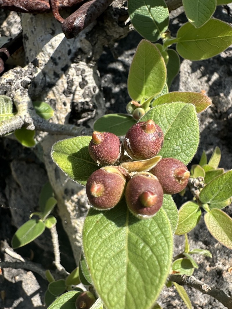 Ficus pringlei