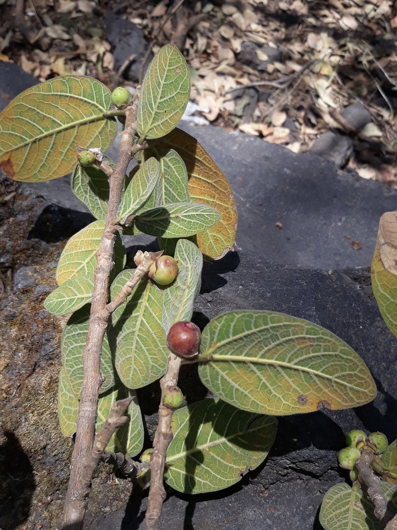 Ficus pringlei photo 2