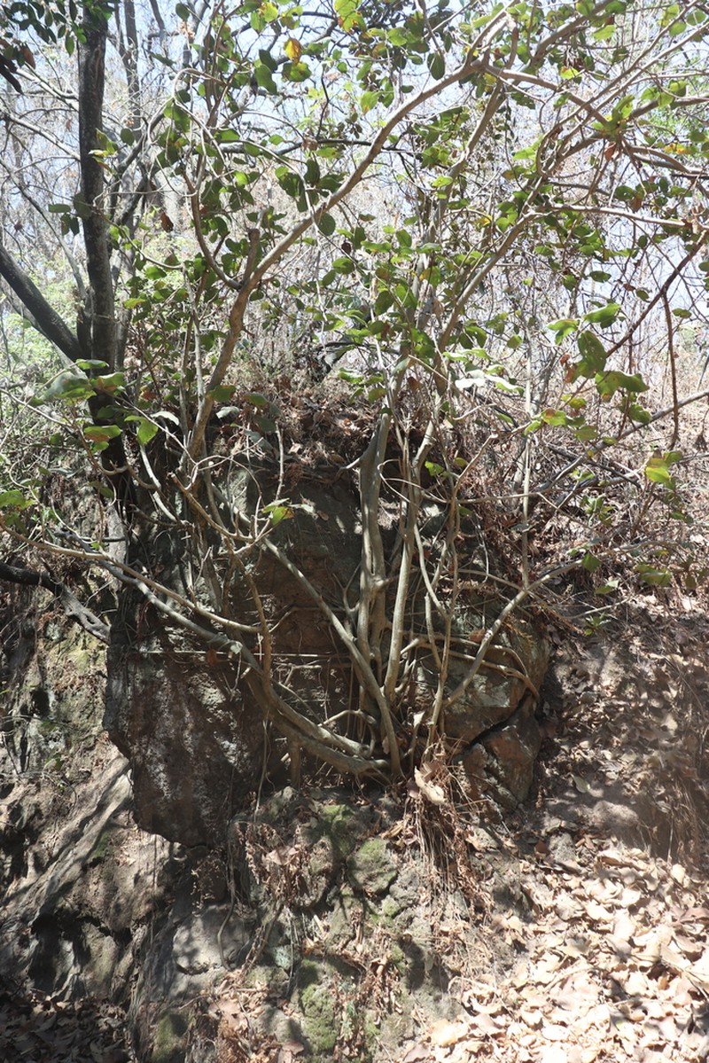 Ficus pringlei photo 3