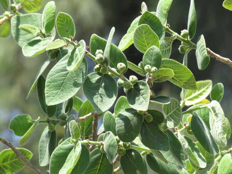 Ficus pringlei photo 4